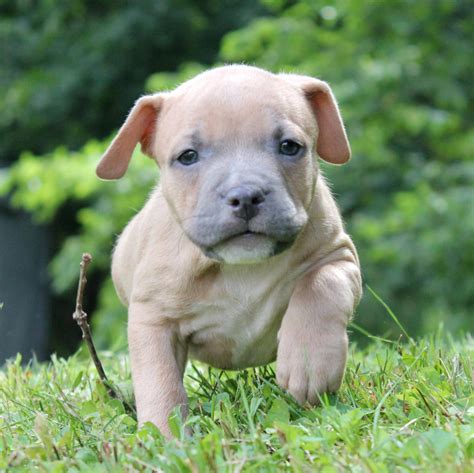 american bully standard puppies for sale